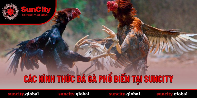 Những loại hình đá gà thịnh hành