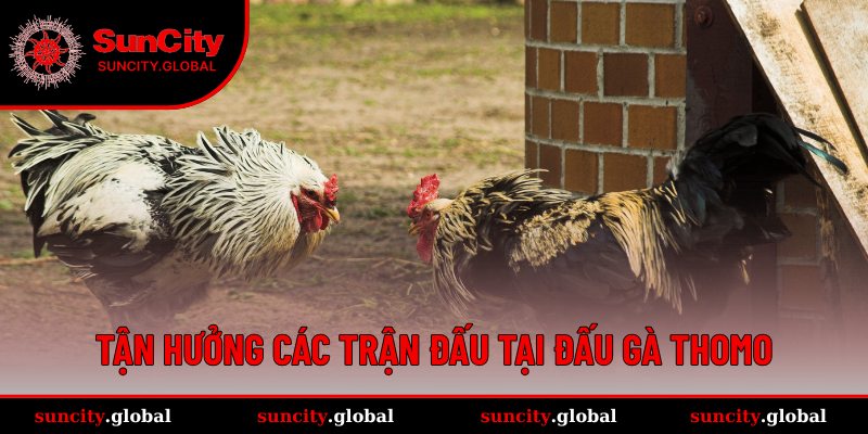 Đá Gà Thomo SUNCITY - Sảnh Cược Trực Tiếp Đầy Kịch Tính 3 Trực tiếp tại sảnh đá gà Thomo cho hội viên