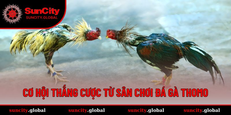 Đá Gà Thomo SUNCITY - Sảnh Cược Trực Tiếp Đầy Kịch Tính 2 Cách để chơi sảnh Đá gà Thomo hiệu quả