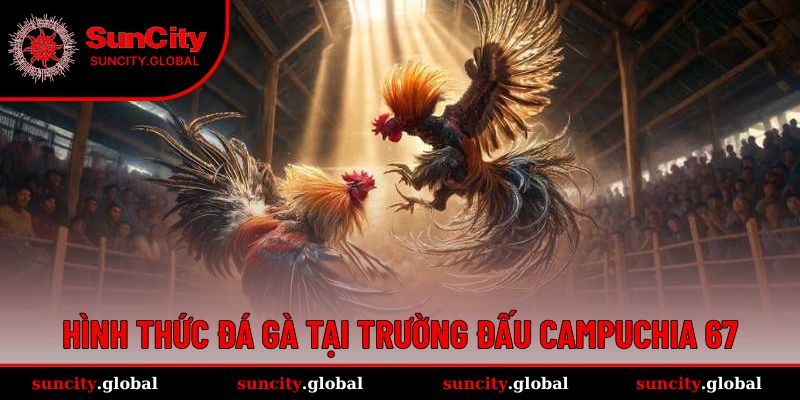 Hình thức chọi gà đa dạng tại đấu trường đấu