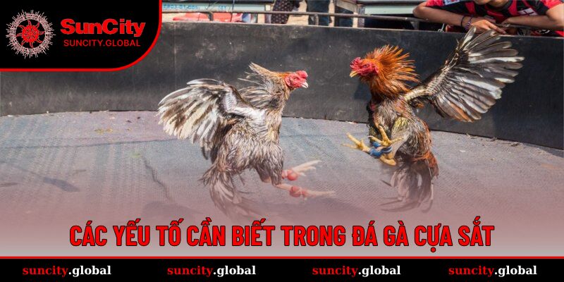 Đá Gà Cựa Sắt - Cá Cược Cực Gây Cấn, Lợi Nhuận Cực Xịn 3 Các yếu tố cơ bản nên nắm được