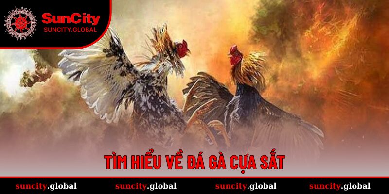 Đá Gà Cựa Sắt - Cá Cược Cực Gây Cấn, Lợi Nhuận Cực Xịn 1 Đá gà cựa sắt mang sự kịch tính, đối kháng cao