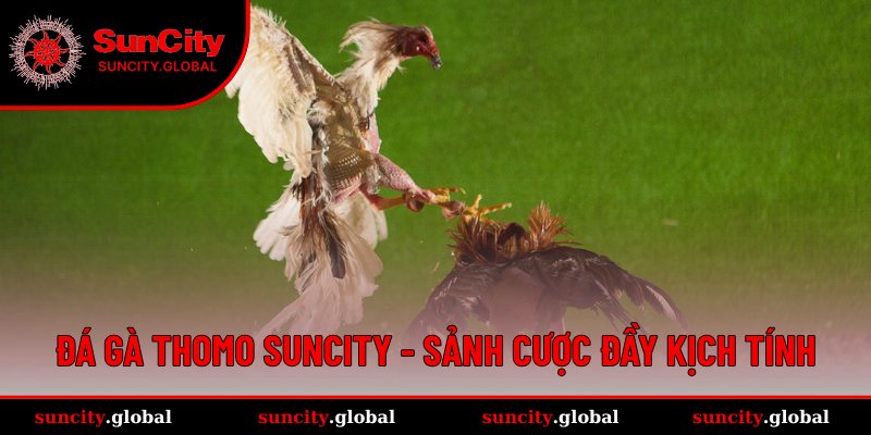 Đá gà Thomo