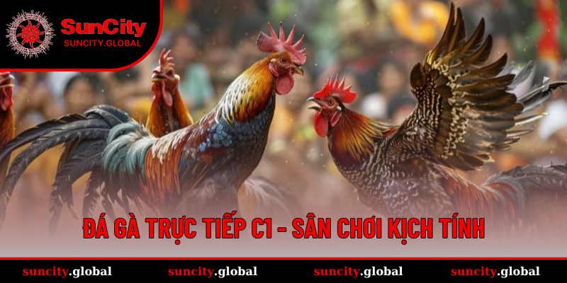 Đá Gà Trực Tiếp C1 - Sân Chơi Kịch Tính Đến Từng Phút Giây