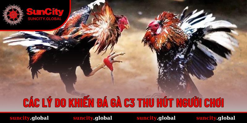 Đá Gà Trực Tiếp C3 - Môn Cân Não Cho Cược Thủ Lâu Năm 2 Đá gà C3 có nhiều đặc điểm thu hút người chơi