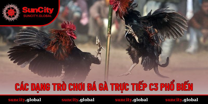 Đá Gà Trực Tiếp C3 - Môn Cân Não Cho Cược Thủ Lâu Năm 3 Đa dạng loại hình đá gà C3 để trải nghiệm