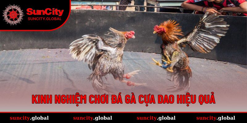 Đá Gà Cựa Dao – Trải Nghiệm Đấu Trường Đỉnh Cao Tại SUNCITY 3 Kinh nghiệm đá gà cựa dao hay ho nhất