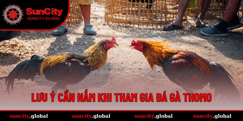 Đá Gà Thomo SUNCITY - Sảnh Cược Trực Tiếp Đầy Kịch Tính 4 Cần nắm điều gì khi tham gia sảnh Đá gà Thomo tại SUNCITY