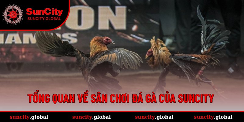 Toàn cảnh về đấu trường đấu kê đỉnh cao tại SUNCITY