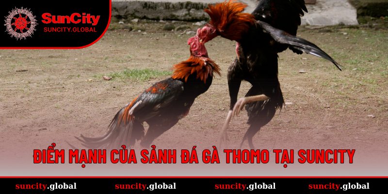 Đá Gà Thomo SUNCITY - Sảnh Cược Trực Tiếp Đầy Kịch Tính 1 Ưu điểm nổi bật của sảnh đá gà Thomo