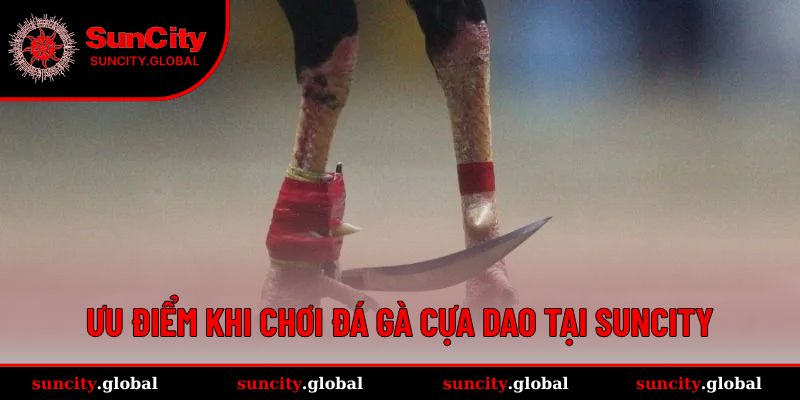 Đá Gà Cựa Dao – Trải Nghiệm Đấu Trường Đỉnh Cao Tại SUNCITY 4 Ưu điểm khi chơi tại SUNCITY