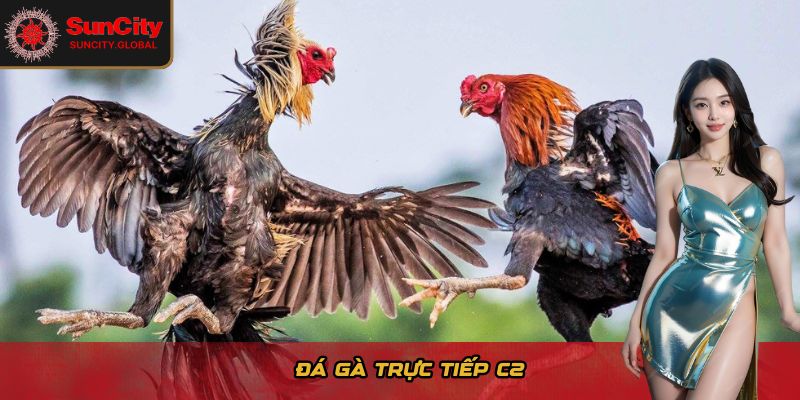 Đá gà trực tiếp C2