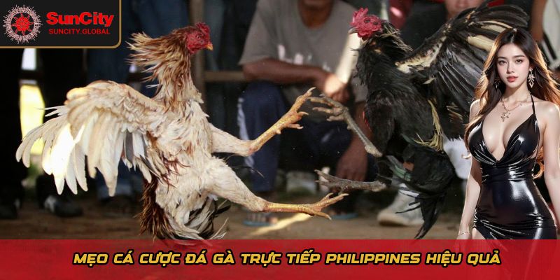 Đá Gà Trực Tiếp Philippines - Cược Nhanh, Nhận Thưởng Lớn 3 Mẹo cá cược đá gà trực tiếp Philippines hiệu quả