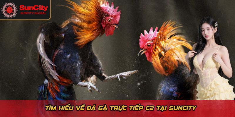 Đá Gà Trực Tiếp C2 Tại Suncity - Hình Ảnh HD, Cược Đơn Giản 1 Tìm hiểu về giải đá gà trực tiếp C2 tại Suncity