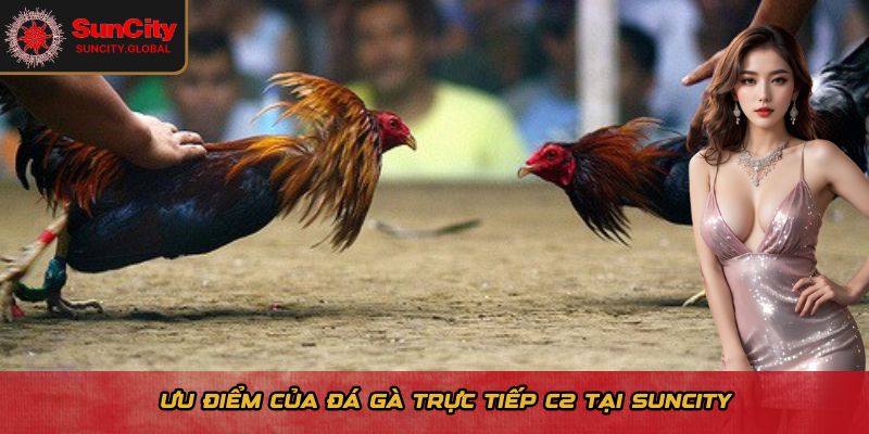 Đá Gà Trực Tiếp C2 Tại Suncity - Hình Ảnh HD, Cược Đơn Giản 2 Ưu điểm của đá gà trực tiếp C2 tại Suncity