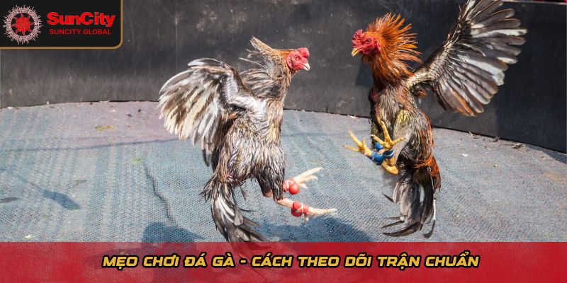 Mẹo chơi đá gà - Cách theo dõi trận đấu